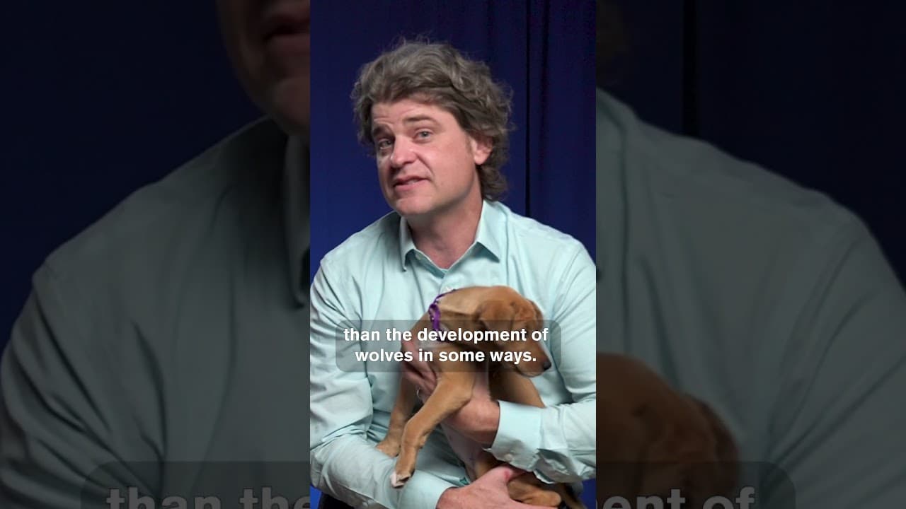 Video thumbnail about why do i love my dog so much