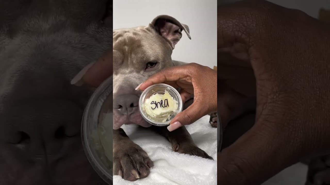 Video thumbnail about my dog smells like fritos