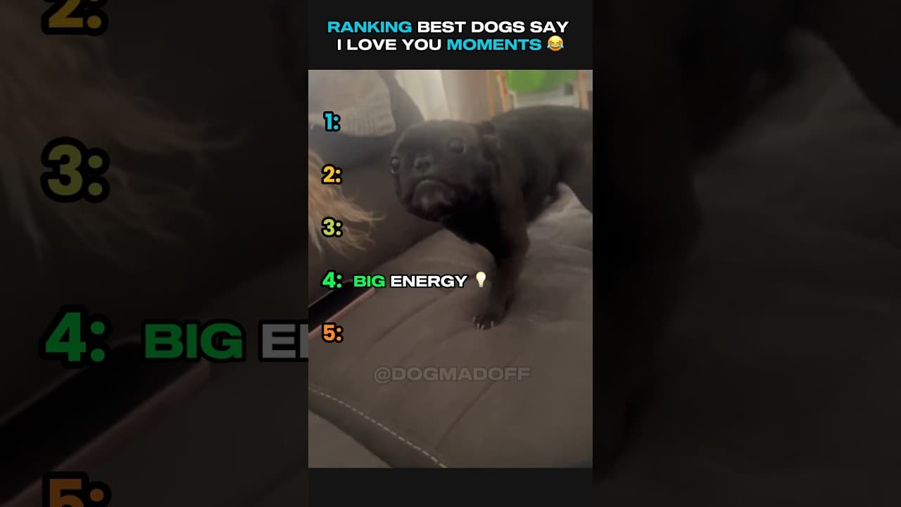 Video thumbnail about i love my dog so much