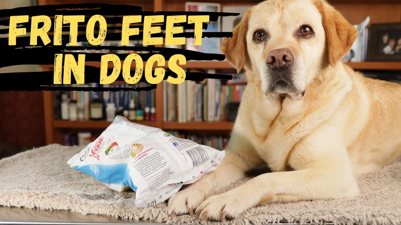 Video thumbnail about why do dogs paws smell like fritos