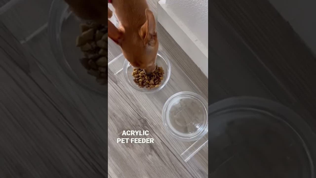 Video thumbnail about dog bowls for small dogs