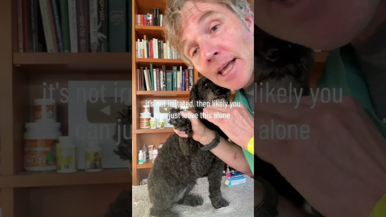 Video thumbnail about why do dogs smell like fritos